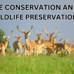 the conservation and wildlife preservation